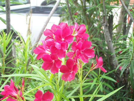 flower is redの写真素材