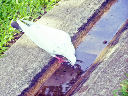 white pigeon is eating the waterの写真素材