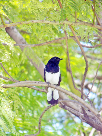 white black bulbul is looking at a child in a nestの写真素材