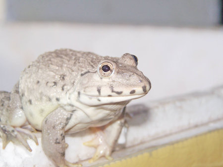 frog foreshadows to prepare jumpの写真素材