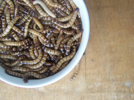 Worm high protein food for insectivorous animals of all kinds.