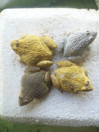 various color frogs arrange to do a pyramid of acrobat interestedlyの写真素材
