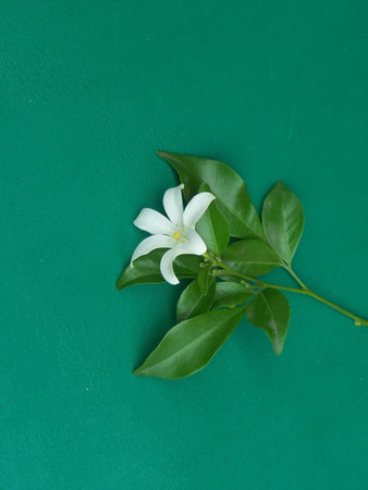 glass white pretty flower is charming and fragrant on during nighttime