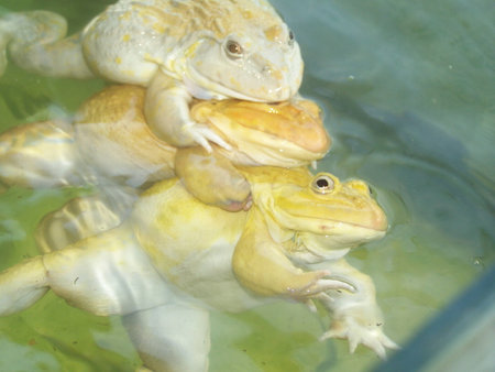various color frogs play to do a pyramid of acrobat for seize female in the reproductionの写真素材