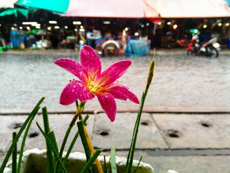 Pink flowers bloom in the rain is heavy. Near the pots and floodsの写真素材