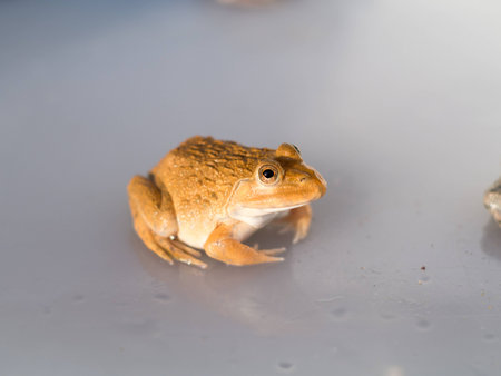 The gold Frog is a frog farm for eating meat, it adjusts to the environment in which it lives.の写真素材