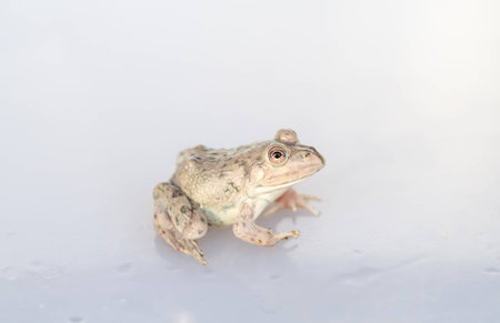 The Silver Frog is a frog farm for eating meat, it adjusts to the environment in which it lives.の写真素材