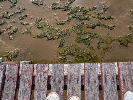 Coastal ecosystems, mud, moss, holes, basins are the natural breeding grounds for aquatic animals.の写真素材