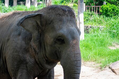 Older elephants are waiting for tourists to feed.の写真素材