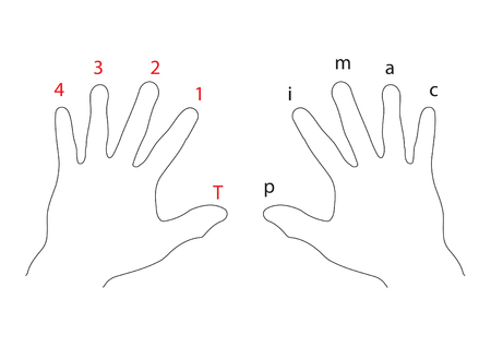 Fingering position for guitarのイラスト素材
