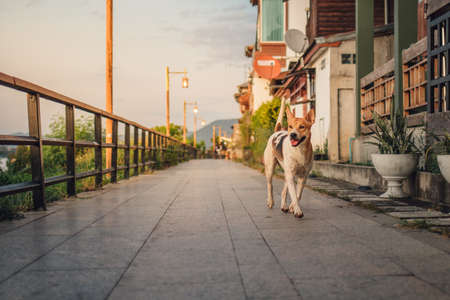 Dogs walk along the Mekong River during dusk at Chiang Khan, Loei Provinceの写真素材