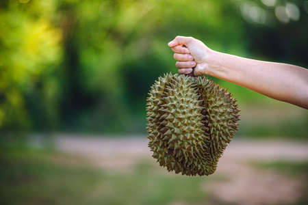 Durian riped and fresh ,durian peel with yellow colour on wooden table.の写真素材