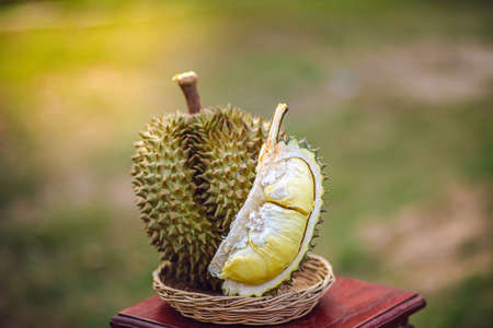 Durian riped and fresh ,durian peel with yellow colour on wooden table.の写真素材