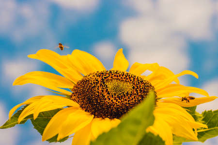 Sunflowers blooming in a beautiful sunflower field in the midst of the valley.の写真素材
