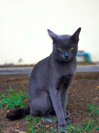 A black cat in garden. Itâs Thai cats looking cameraの写真素材