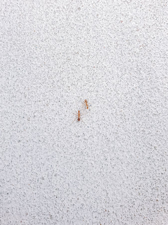 Ants on the wall. Ants on a white background.の写真素材