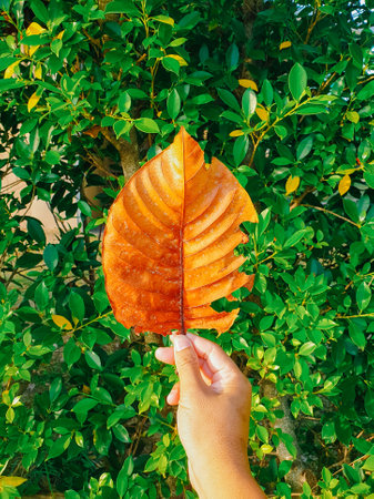 Autumn leaf in hand on the background of a green bush.