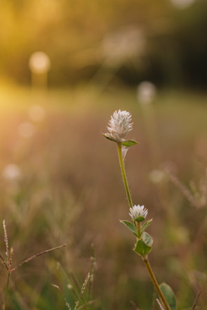 Beautiful grass flower in the meadow at sunset. Nature background
