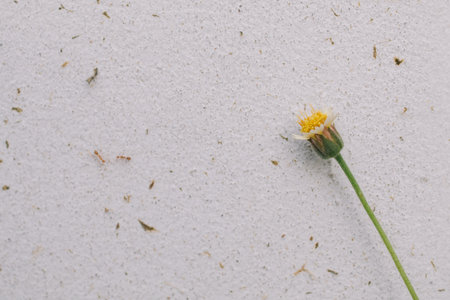 Dandelion flower on white wall background with space for text.の写真素材