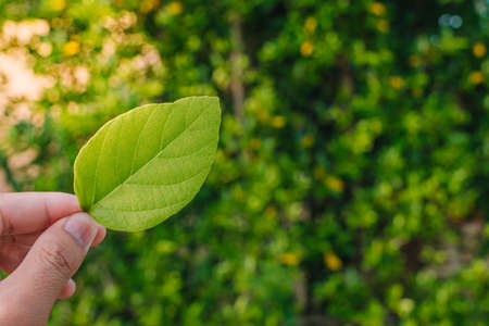 Closeup nature view of Tree top green leaf in garden at summer under sunlight. Natural green plants...