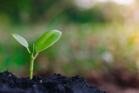 small plant growing on dirt in nature with sunshine green background. environment concept