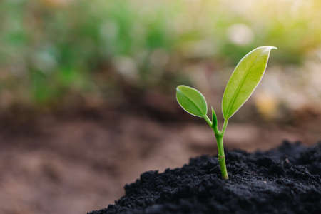 small plant growing on dirt in nature with sunshine green background. environment conceptの写真素材