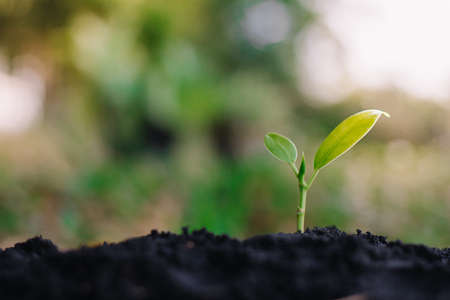 small plant growing on dirt in nature with sunshine green background. environment concept