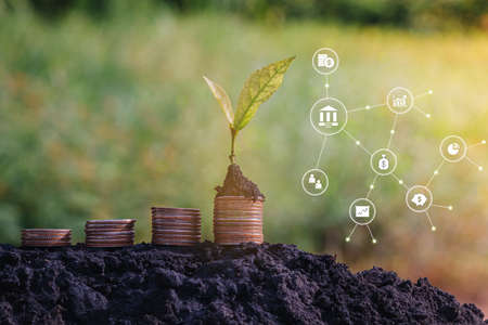 Investment And Interest Concept, green plant growing on golden coin  in park with blur nature background.の写真素材