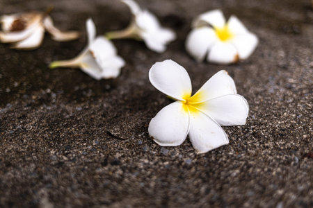 White frangipani flower on the cement floor with copy spaceの写真素材