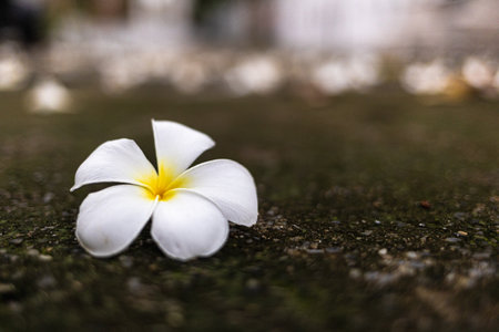 Frangipani flower on the floor in the garden, selective focusの写真素材