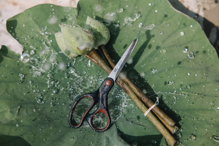 scissors cutting lotus leaves with water droplets on the surface