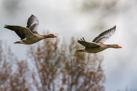 Greylag geese (Anser anser) in flightの写真素材