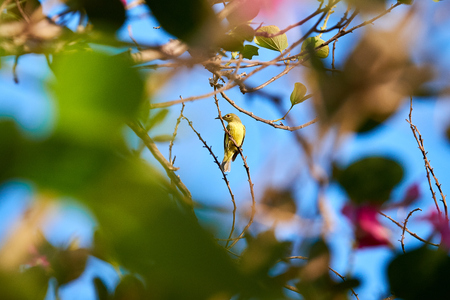 Olive-backed sunbird, Yellow-bellied sunbirdの写真素材