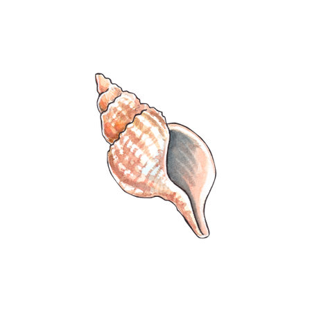 Shell isolated on white background. Pink seashell. Watercolor hand drawn illustration for clipart....