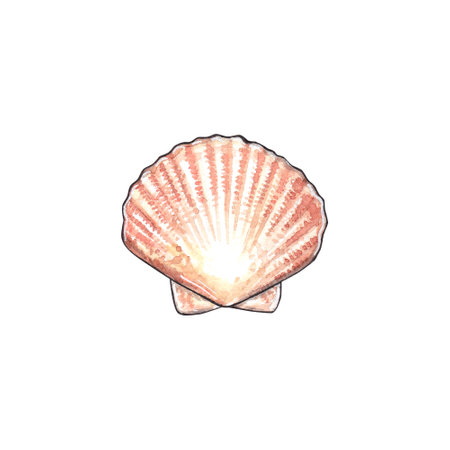 Shell isolated on white background. Pink seashell. Watercolor hand drawn illustration for clipart. Can be used for postcards, invitations, printablesの写真素材