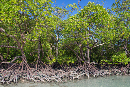 Mangrove with sea and skyの写真素材