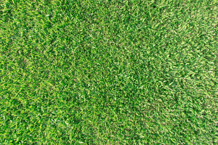 Background of green grassの写真素材