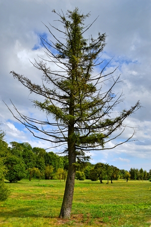 Nature tree in summerの写真素材