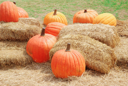 Pumpkins in the gardenの写真素材