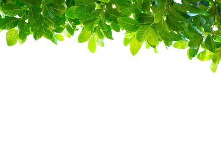 Asian tropical green leaves that isolated on a white background which can used for panoramic frame or borderの写真素材