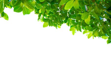 Asian tropical green leaves that isolated on a white background which can used for panoramic frame or borderの写真素材