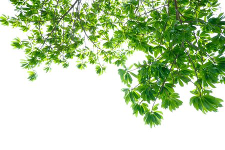 Asian tropical green leaves that isolated on a white background which can used for panoramic frame, border, and background. Natural leaves concept.の写真素材