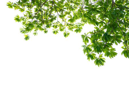 Asian tropical green leaves that isolated on a white background which can used for panoramic frame, border, and background. Natural leaves concept.の写真素材