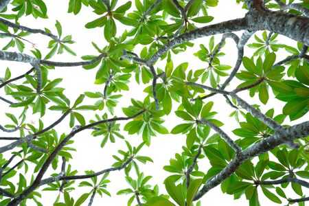 Asian tropical green leaves that isolated on a white background which can used for panoramic frame,...