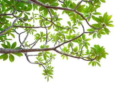 Asian tropical green leaves that isolated on a white background which can used for panoramic frame, border, and background. Natural leaves concept.の写真素材