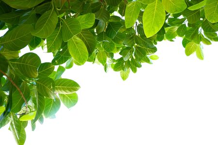 Asian tropical green leaves that isolated on a white background which can used for panoramic frame or borderの写真素材