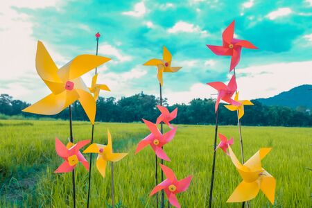 Colorful of Paper Windmill that spin in the middle of rice field with blue sky background.の写真素材