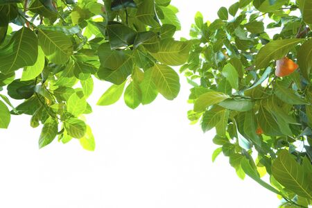 Asian tropical green leaves that isolated on a white background which can used for panoramic frame or borderの写真素材