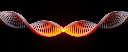 3d render Helix complementary strand of DNA of RNA. Sequences genetic code or genome. Gene expression. nucleotide database. The Central Dogma process of transcription and translation. Human gene.の写真素材