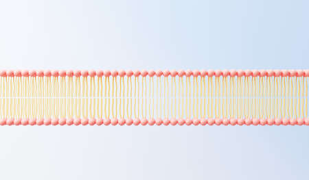 3d render cell membrane Phospholipid Bilayer. Layers of molecules. Gene expression. nucleotide database. Fluid mosaic model for education. Human gene. Plasma membrane structures.の写真素材